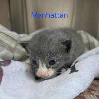 Manhattan -  Domestic Short Hair Cat for Adoption in Windsor, Virginia - Manhattan | PetCurious