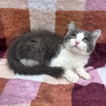 Grizzy -  Domestic Medium Hair Cat for Adoption in Waterloo, Iowa - Grizzy | PetCurious