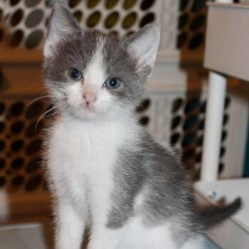 Jose -  Domestic Short Hair Cat for Adoption in Saint Joseph, Missouri - Jose | PetCurious