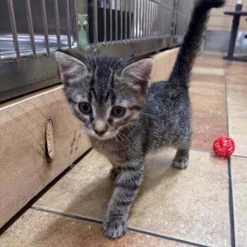 Henry -  Domestic Short Hair Cat for Adoption in Hemet, California - Henry | PetCurious