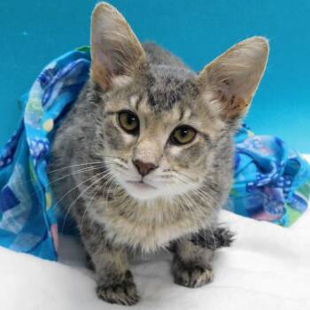 Rescue Domestic Short Hair Cats for Adoption in Canton, Illinois - Tanner | PetCurious