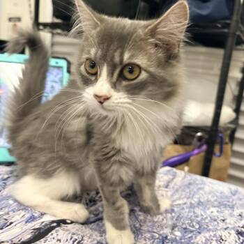 Rachel -  Domestic Medium Hair Cat Available for Adoption in Morgan Hill, California - Rachel | PetCurious