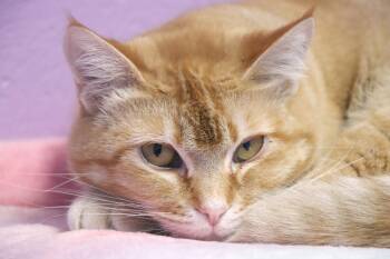 Domestic Short Hair Cats Available for Adoption - Dream Float (and Cosmic Stardust) | PetCurious