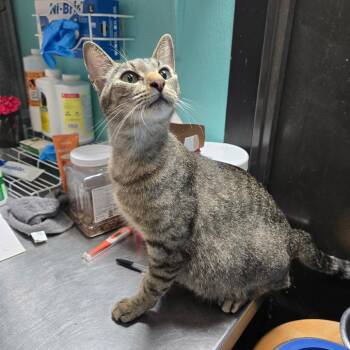 Seal -  Domestic Short Hair Cat for Adoption in Graham, Texas - Seal | PetCurious