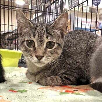 Camden -  Domestic Short Hair Cat for Adoption in Panama City, Florida - Camden | PetCurious