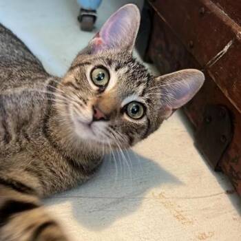 Crisp -  American Shorthair Cat for Adoption in Freeport, Florida - Crisp | PetCurious
