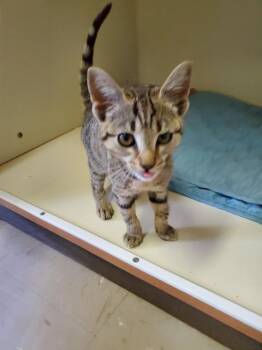 Domestic Short Hair Cats Available for Adoption in Burnsville, North Carolina - Lollipop | PetCurious