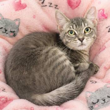 Precious - Gray Tabby Kitten -  Domestic Short Hair and Tabby Cat for Adoption in League City, Texas - Precious - Gray Tabby Kitten | PetCurious