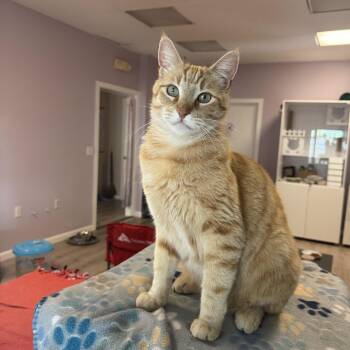 Tabby Cats Available for Adoption - Jack | PetCurious
