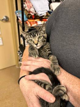 Rescue Domestic Short Hair Cats for Adoption in Myerstown, Pennsylvania - Waddle Dee | PetCurious
