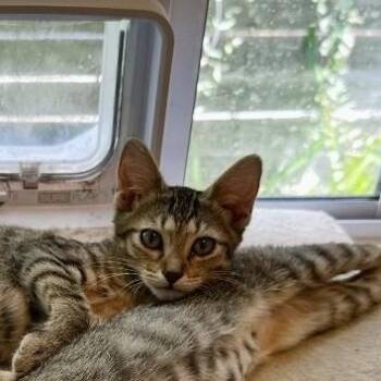 Selene -  American Shorthair Cat for Adoption in Houston, Texas - Selene | PetCurious