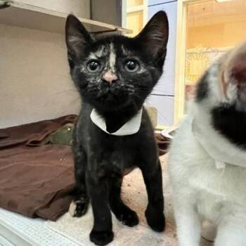 Anvil -  Domestic Short Hair Cat for Adoption in Richmond, Virginia - Anvil | PetCurious