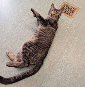 Marmot -  Domestic Short Hair Cat for Adoption in Sechelt, British Columbia - Marmot | PetCurious