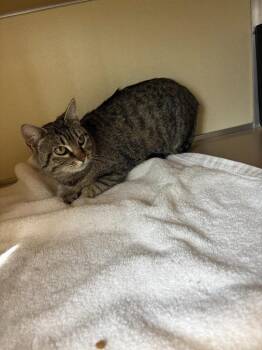 Domestic Short Hair Cats Available for Adoption in Sterling, Colorado - Lunair | PetCurious