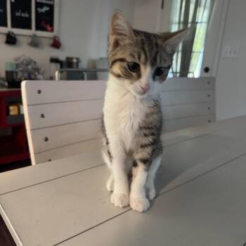 Blacklist Brigade -  Domestic Short Hair Cat for Adoption in Fredericksburg, Virginia - Blacklist Brigade | PetCurious