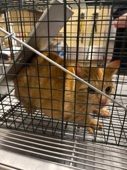Empanada TNR -  Domestic Short Hair Cat for Adoption in Douglasville, Georgia - Empanada TNR | PetCurious