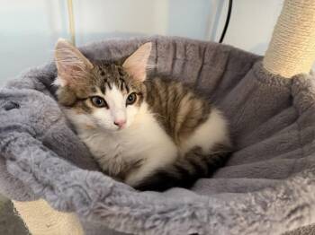Mister Mohawk -  Domestic Short Hair Cat for Adoption in Hudson, New Hampshire - Mister Mohawk | PetCurious