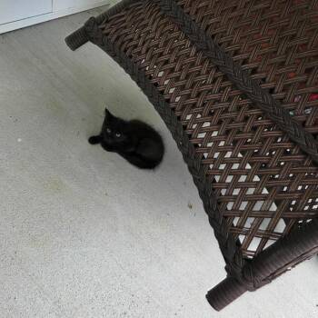 Jefferson -  Domestic Medium Hair Cat for Adoption in Potomac, Maryland - Jefferson | PetCurious