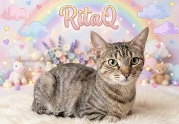 RItaQ -  Tabby and Calico Cat for Adoption in North Highlands, California - RItaQ | PetCurious