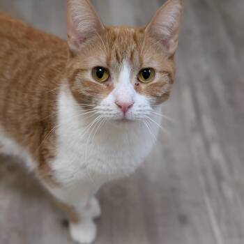 Domestic Short Hair Cats Available for Adoption in West Lafayette, Indiana - Mango (cat Café)  | PetCurious