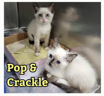 Crackle -  Siamese and Snowshoe Cat for Adoption in Wilmington, North Carolina - Crackle | PetCurious
