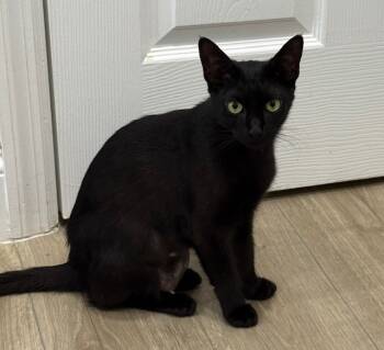 Rescue Domestic Short Hair Cats for Adoption in Sebastian, Florida - Indie | PetCurious