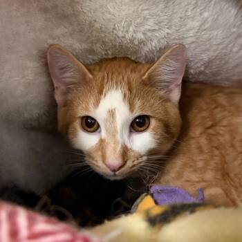 Domestic Short Hair Cats Available for Adoption - Joe Joe | PetCurious