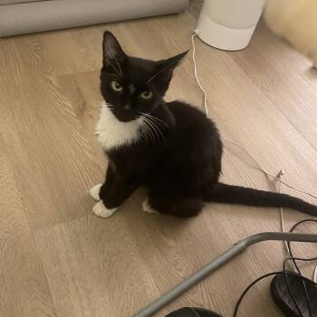 Rescue Domestic Short Hair Cats for Adoption - Little Bit | PetCurious