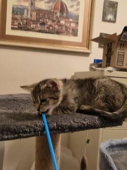 Mona Lisa (new) -  Tiger Cat for Adoption in Zephyrhills, Florida - Mona Lisa (new) | PetCurious