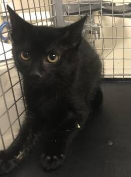 A430174 -  Domestic Short Hair Cat for Adoption in Conroe, Texas - A430174 | PetCurious