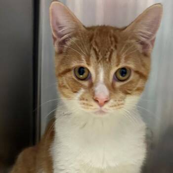 Bacon -  Domestic Short Hair Cat for Adoption in East Hanover, New Jersey - Bacon | PetCurious