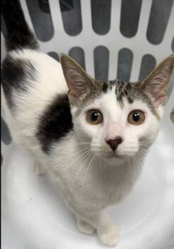 Tiger Cats Available for Adoption in Hornell, New York - Chicago | PetCurious
