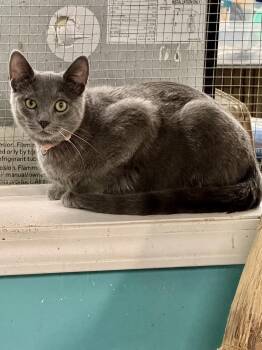 Flint -  Domestic Short Hair Cat for Adoption in Scottsburg, Indiana - Flint | PetCurious