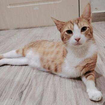 Rescue Egyptian Mau Cats for Adoption in Stoughton, Wisconsin - Ashton (tripod) | PetCurious