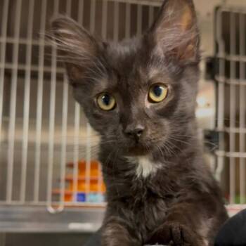 Guppy -  Domestic Medium Hair Cat for Adoption in Wayne, New Jersey - Guppy | PetCurious