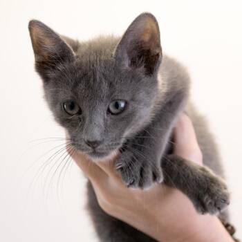 Neptune -  Domestic Medium Hair Cat for Adoption in Buffalo, Minnesota - Neptune | PetCurious