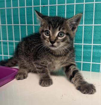 Domestic Short Hair Cats Available for Adoption in St. Helens, Oregon - Bobby | PetCurious