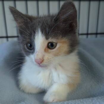 Carly -  Domestic Short Hair Cat for Adoption in Jessup, Maryland - Carly | PetCurious