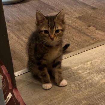 Red -  Domestic Short Hair Cat for Adoption in Shelbyville, Indiana - Red | PetCurious