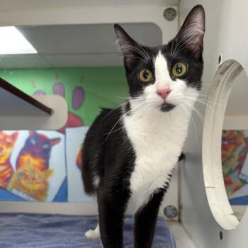 Tiana -  Domestic Short Hair Cat for Adoption in Cheyenne, Wyoming - Tiana | PetCurious