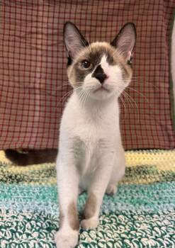 Rescue Siamese Cats for Adoption in Visalia, California - Deacon | PetCurious