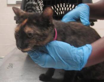 (609) -  Domestic Short Hair Cat for Adoption in Marietta, Georgia - (609) | PetCurious