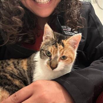 Domestic Short Hair Cats Available for Adoption - Cami | PetCurious