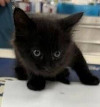 Grayson -  Domestic Short Hair and Exotic Shorthair Cat for Adoption in Dawson, Georgia - Grayson | PetCurious
