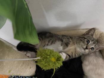 Daisy -  Tabby and Domestic Short Hair Cat for Adoption in San Antonio, Texas - Daisy | PetCurious