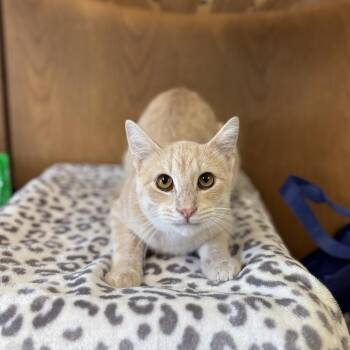 Nails--In Foster -  Domestic Short Hair Cat for Adoption in Fargo, North Dakota - Nails--In Foster | PetCurious