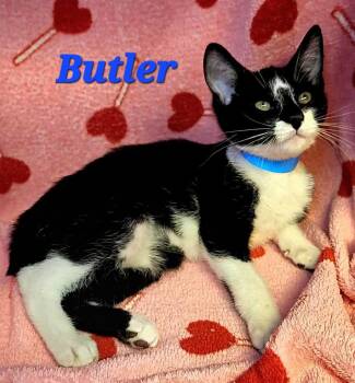 Butler -  American Bobtail Cat for Adoption in Macon, Georgia - Butler | PetCurious