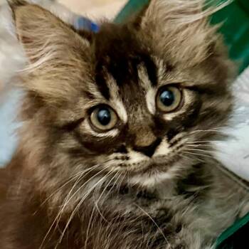 Tatiana -  Domestic Long Hair Cat for Adoption in Shippenville, Pennsylvania - Tatiana | PetCurious