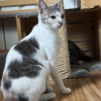 Scrabble -  Domestic Short Hair Cat for Adoption in Landenberg, Pennsylvania - Scrabble | PetCurious