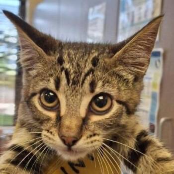 Teller -  Domestic Short Hair Cat for Adoption in Brenham, Texas - Teller | PetCurious
